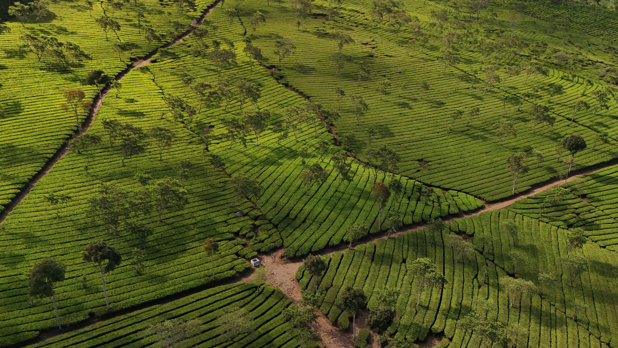 Wat te doen in Oost-Java: Bukit Kuneer