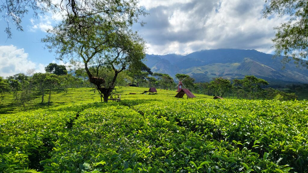 Bukit Kuneer Java