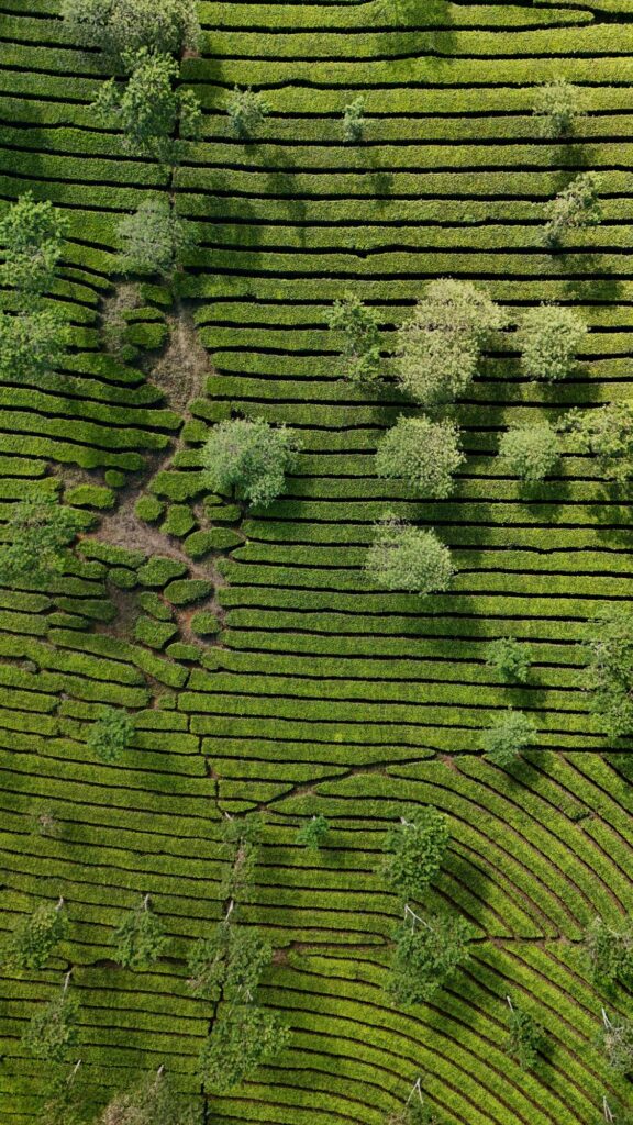 Bukit Kuneer Java