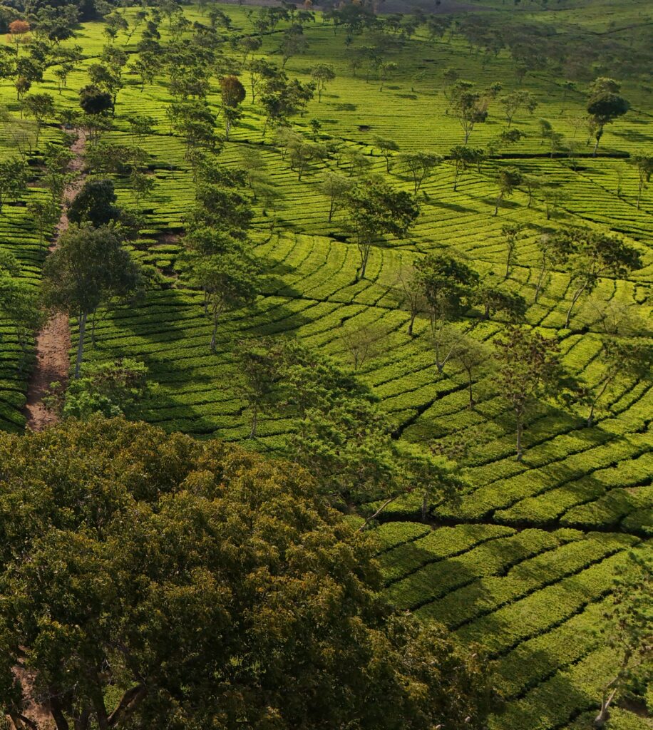 Bukit Kuneer Java Bukit Kuneer Java