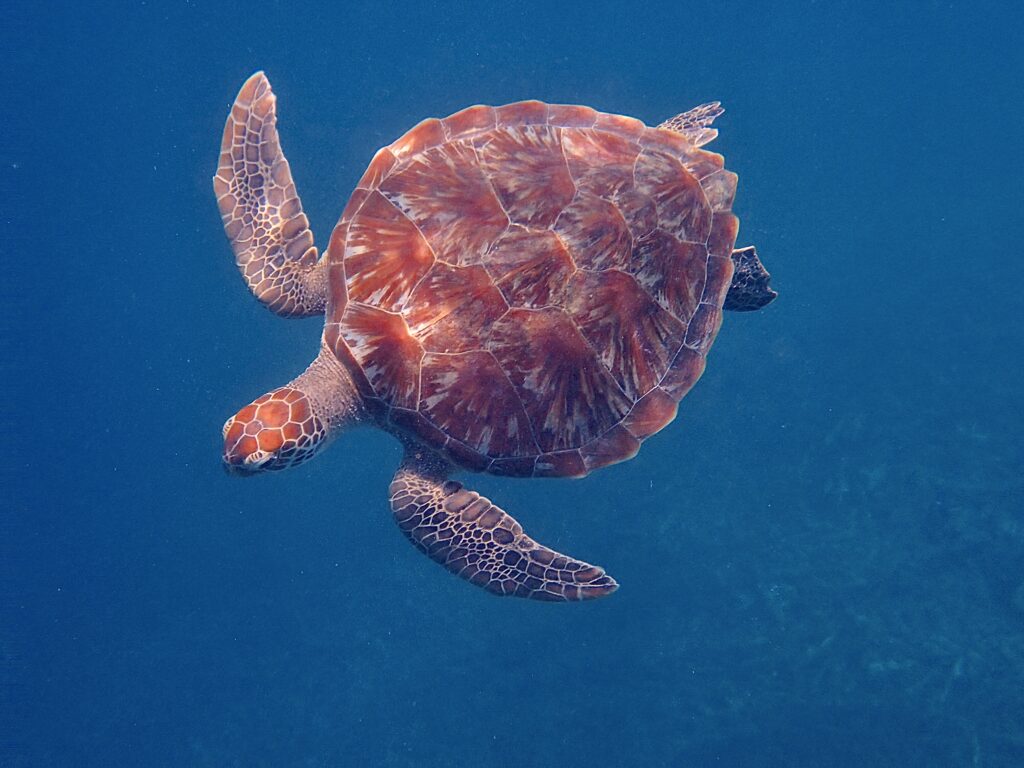Schildpad