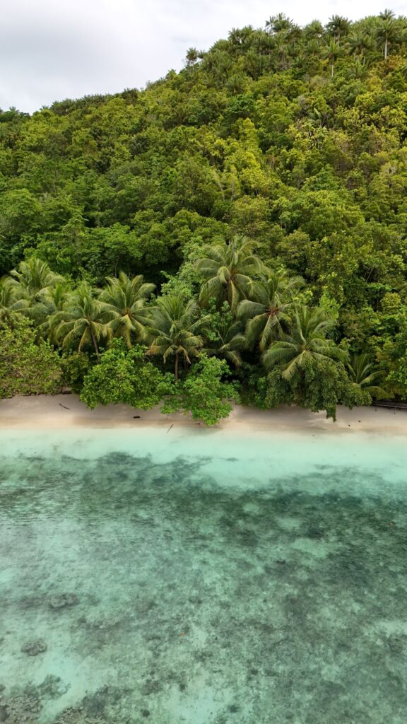 Palmbomen Raja Ampat